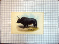 Original Old Antique Print Hybrid Bull Animals Colour