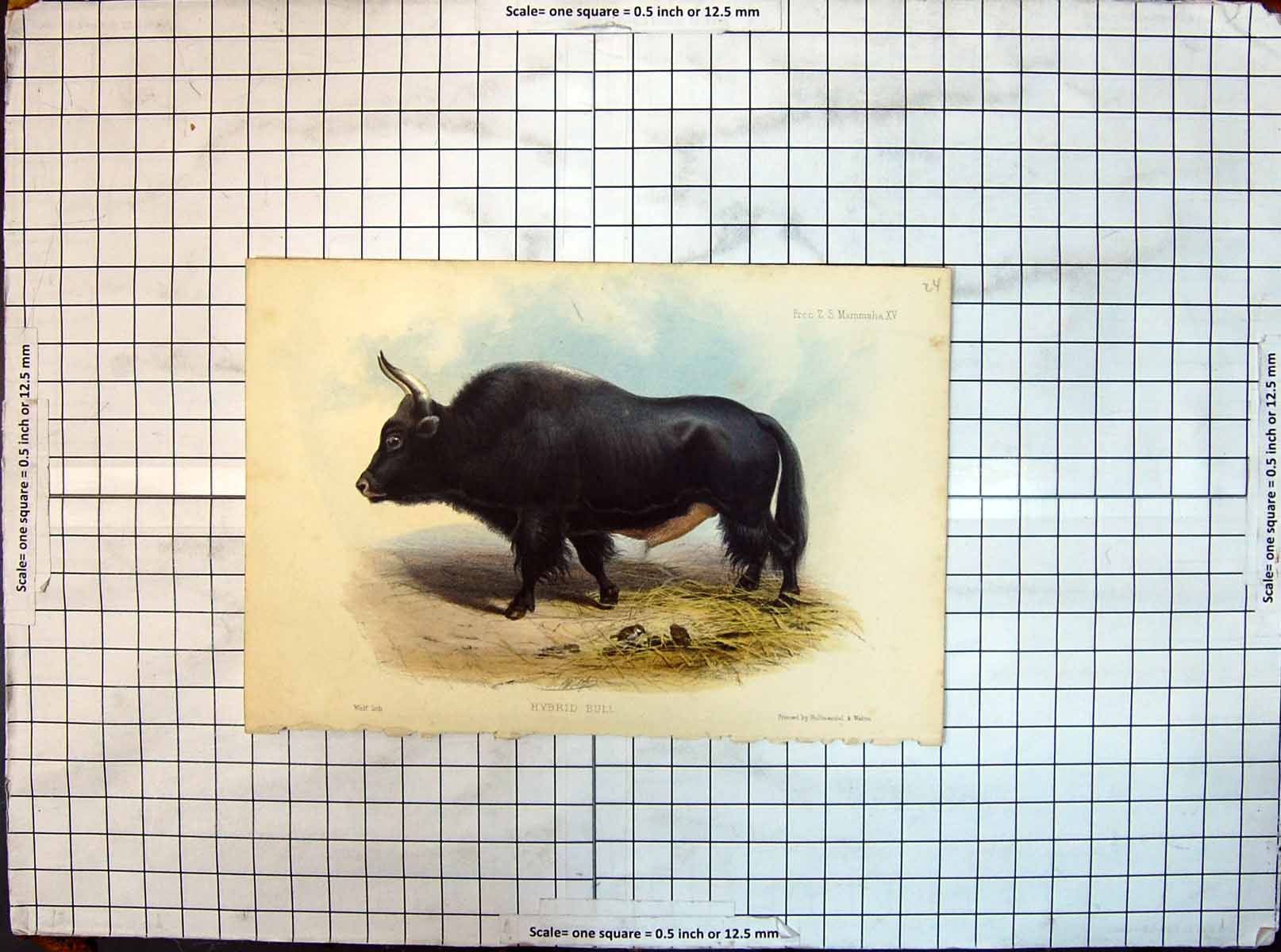 Original Old Antique Print Hybrid Bull Animals Colour
