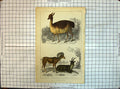 Old Antique Print Animals Argail Big Horn Vieugna Peru Gorn Mawr Colour