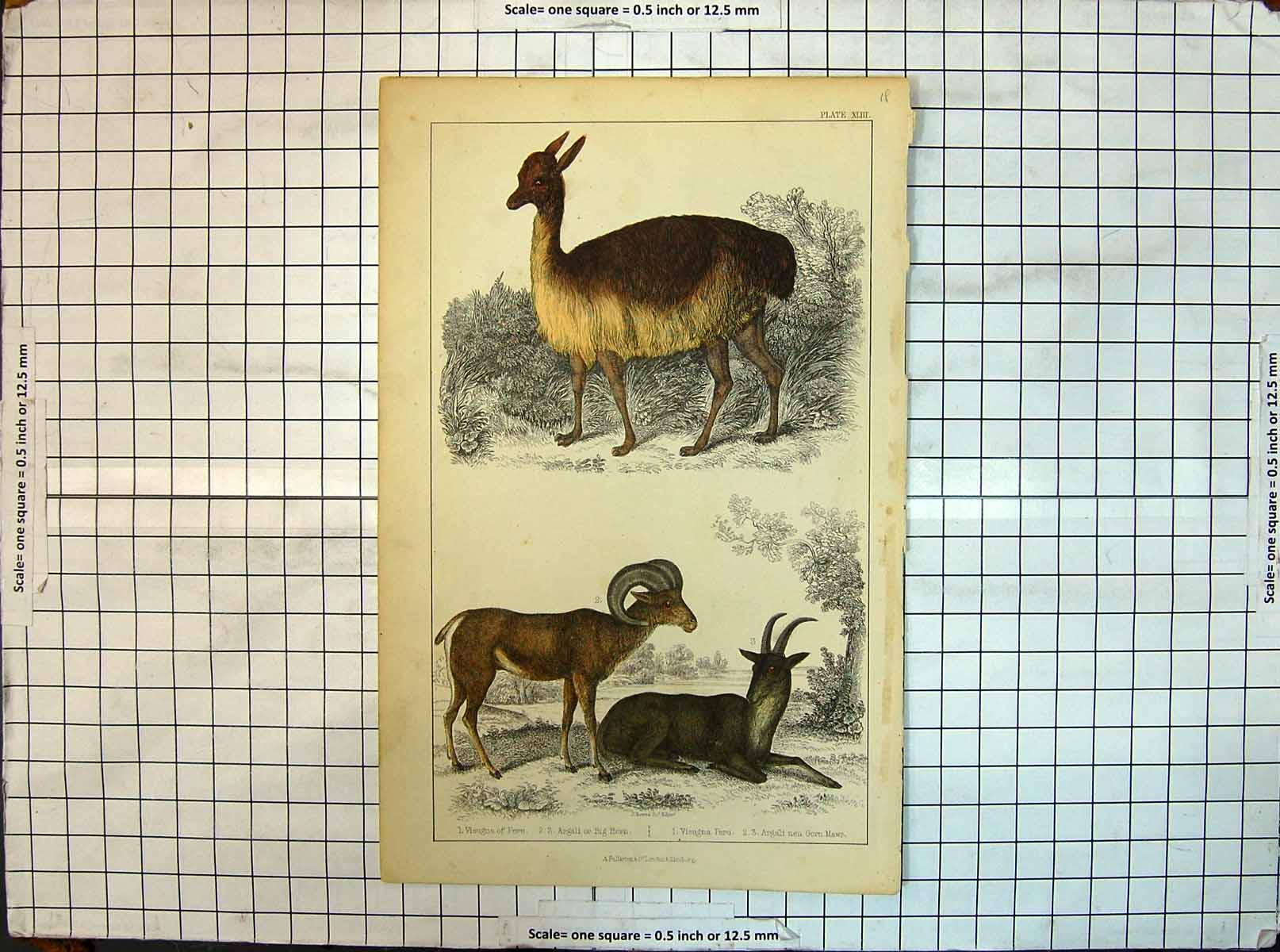 Old Antique Print Animals Argail Big Horn Vieugna Peru Gorn Mawr Colour