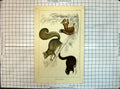 Old Antique Print Colour American Black Squirrel Grey Gwiwer Chickatree