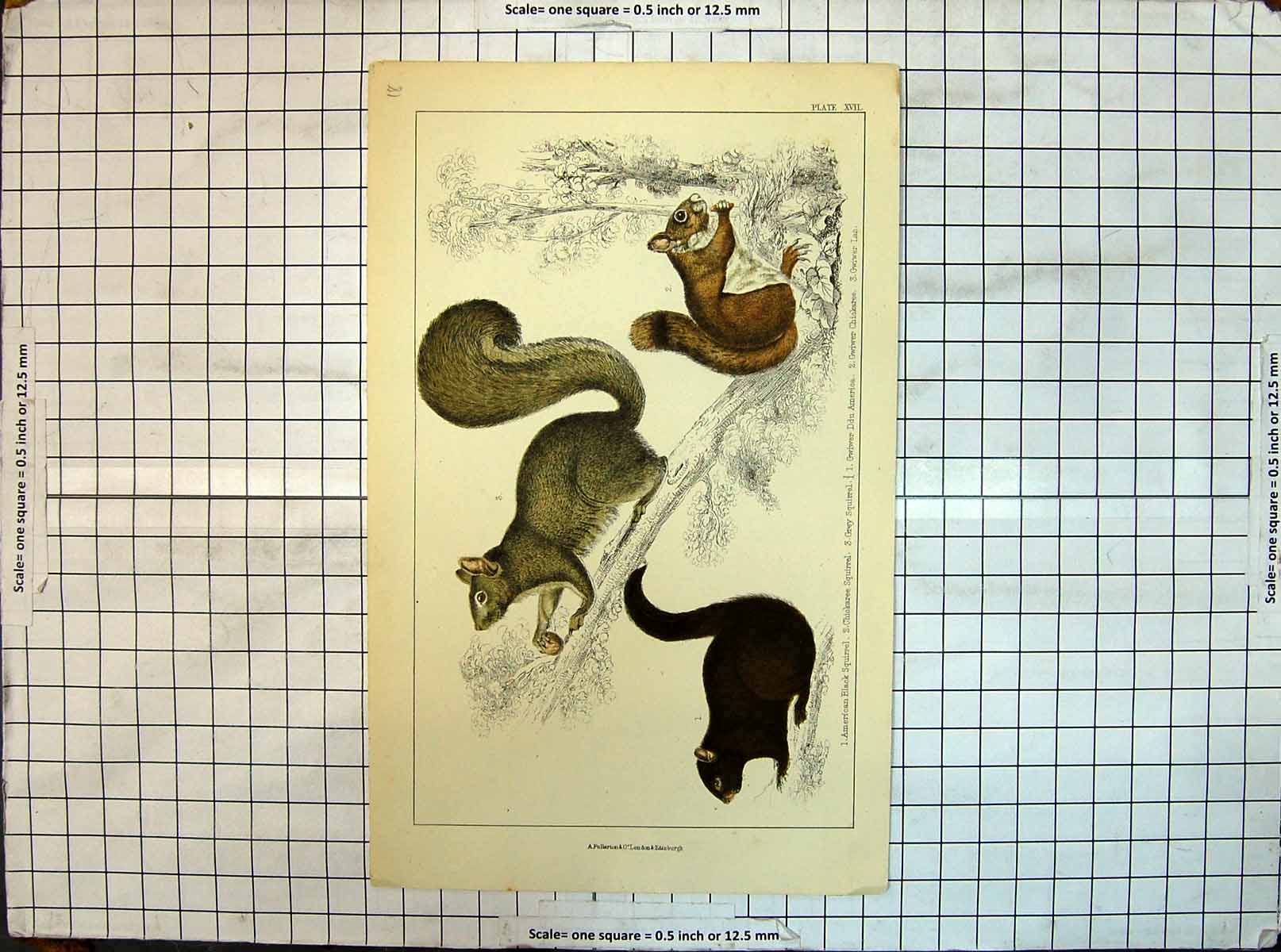 Old Antique Print Colour American Black Squirrel Grey Gwiwer Chickatree