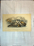 Old Antique Print Colour Harp Seal Pennants Pied Walrus Sea Horse Marbled
