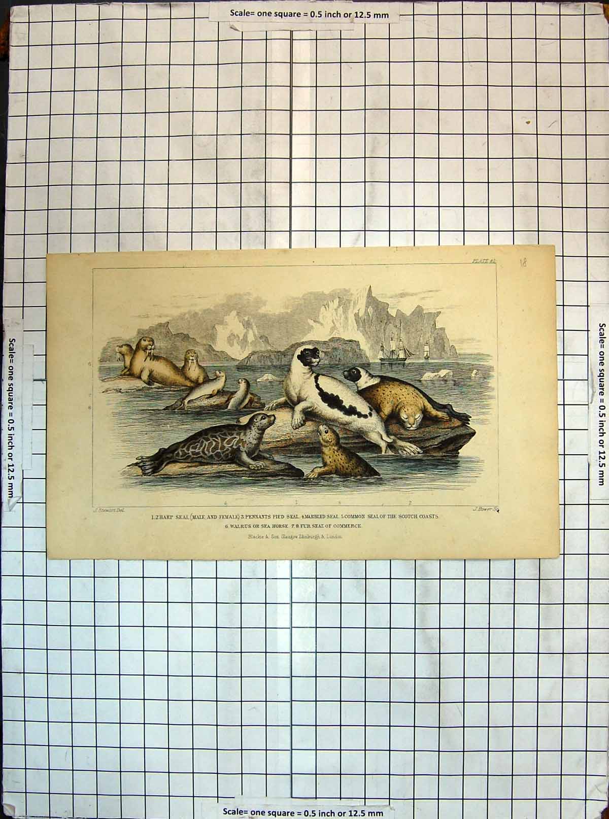 Old Antique Print Colour Harp Seal Pennants Pied Walrus Sea Horse Marbled