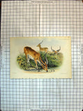 Original Old Antique Print Colour Adenota Leche Gray Antelope Animals