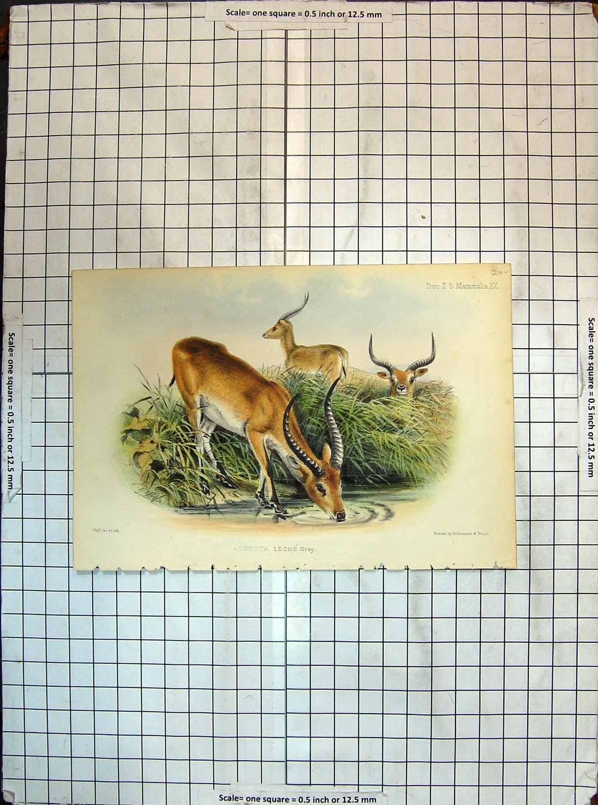 Original Old Antique Print Colour Adenota Leche Gray Antelope Animals