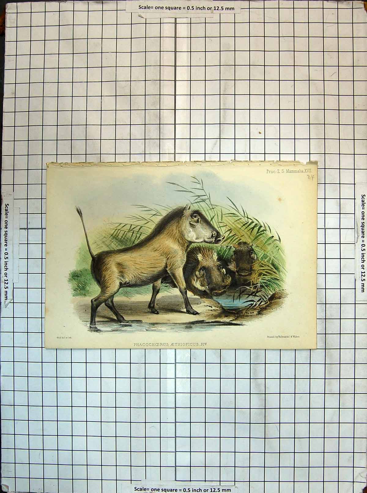 Original Old Antique Print Colour Phacochoerus Aethiopicus Animals