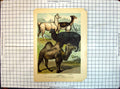 Original Old Antique Print Colour Llama Alpaca Vicugna Bactrian Camel Ungulata