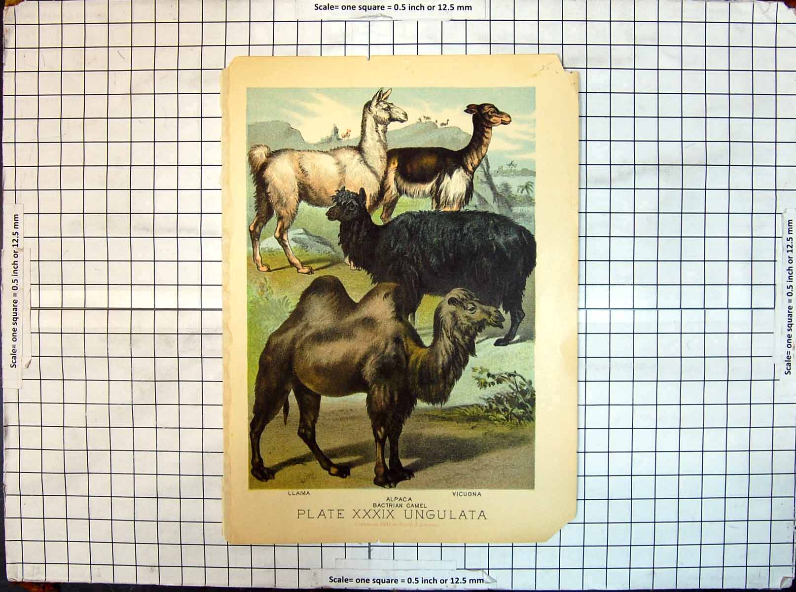 Original Old Antique Print Colour Llama Alpaca Vicugna Bactrian Camel Ungulata