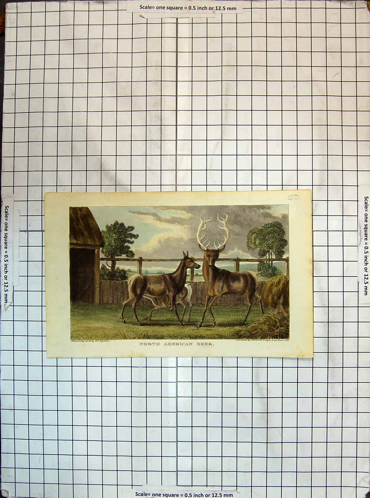 Original Old Antique Print Colour North American Deer Animals