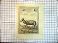 Original Old Antique Print Their Welches Den Muscus Bringt Animals