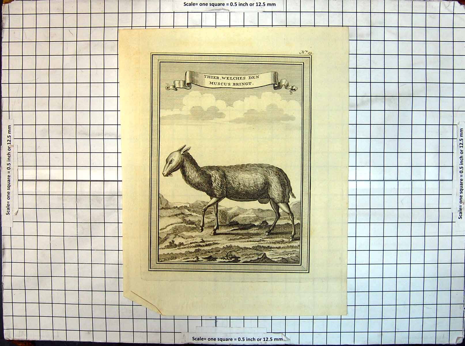 Original Old Antique Print Their Welches Den Muscus Bringt Animals