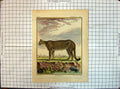 Original Old Antique Print Colour Le Cougar Wild Cat Animals
