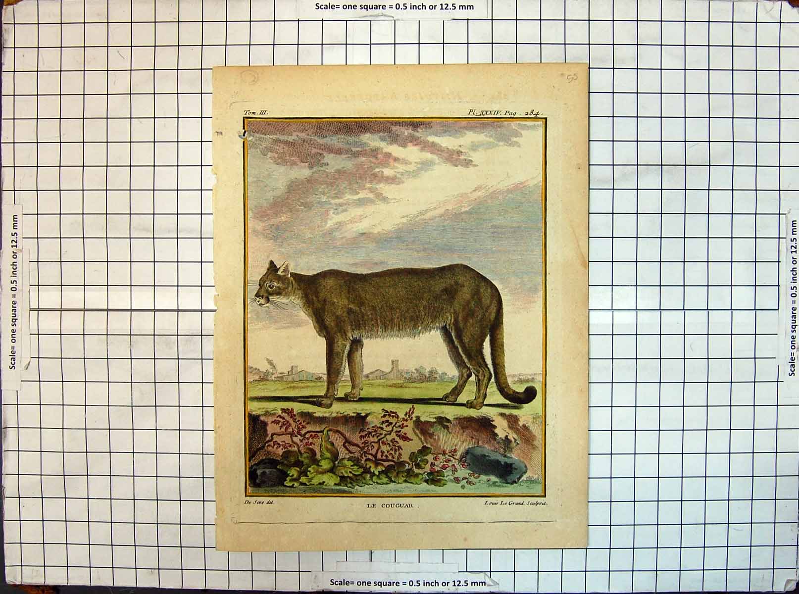 Original Old Antique Print Colour Le Cougar Wild Cat Animals