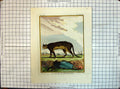 Original Old Antique Print Colour Le Cougar Pensilvanie Wild Cat Animals
