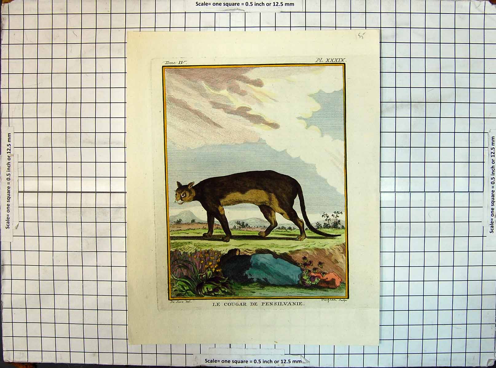 Original Old Antique Print Colour Le Cougar Pensilvanie Wild Cat Animals