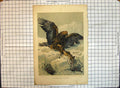 Original Old Antique Print Colour Eagle Bird Hunting Prey Mouse Whymper 1864