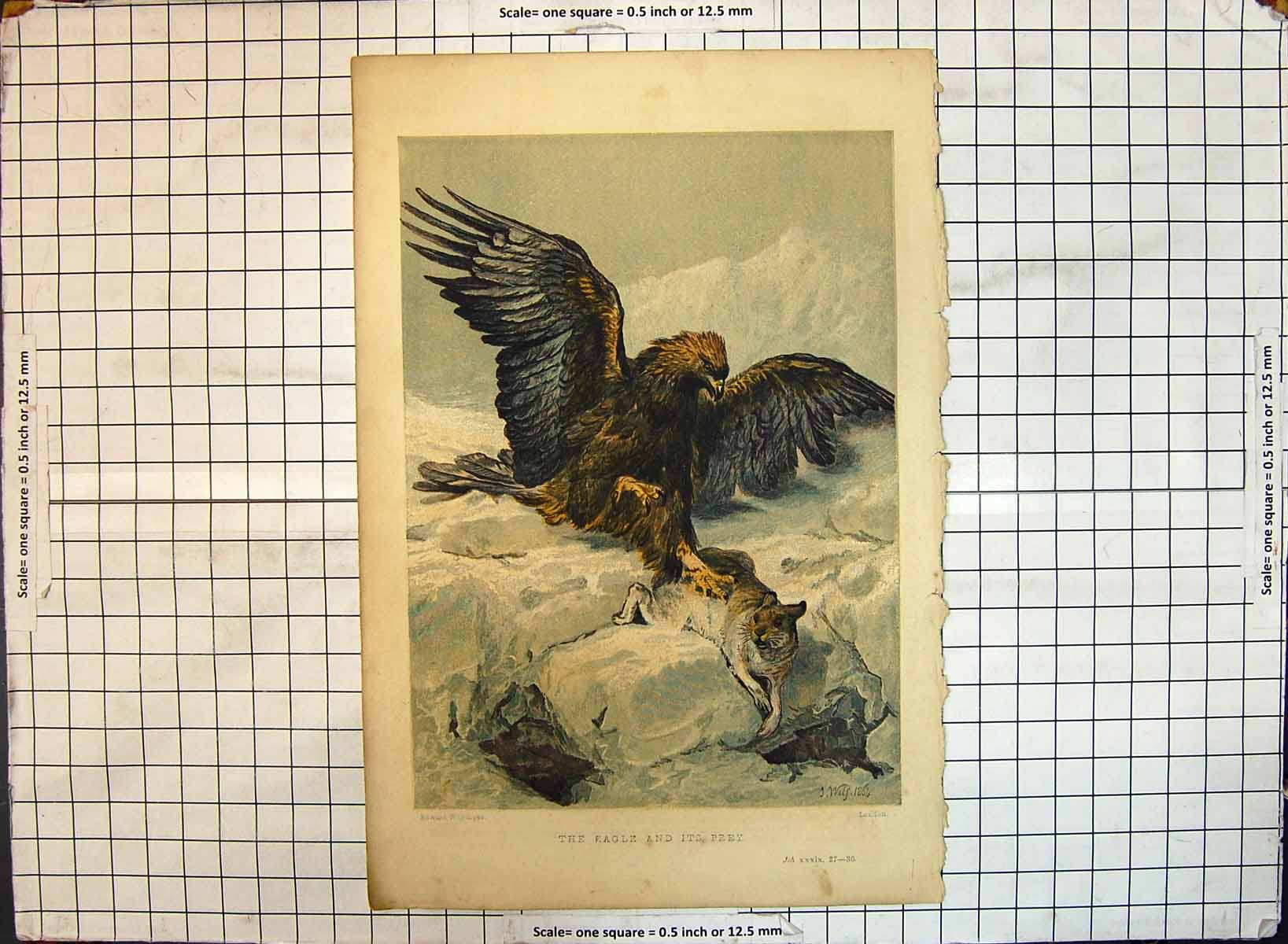 Original Old Antique Print Colour Eagle Bird Hunting Prey Mouse Whymper 1864
