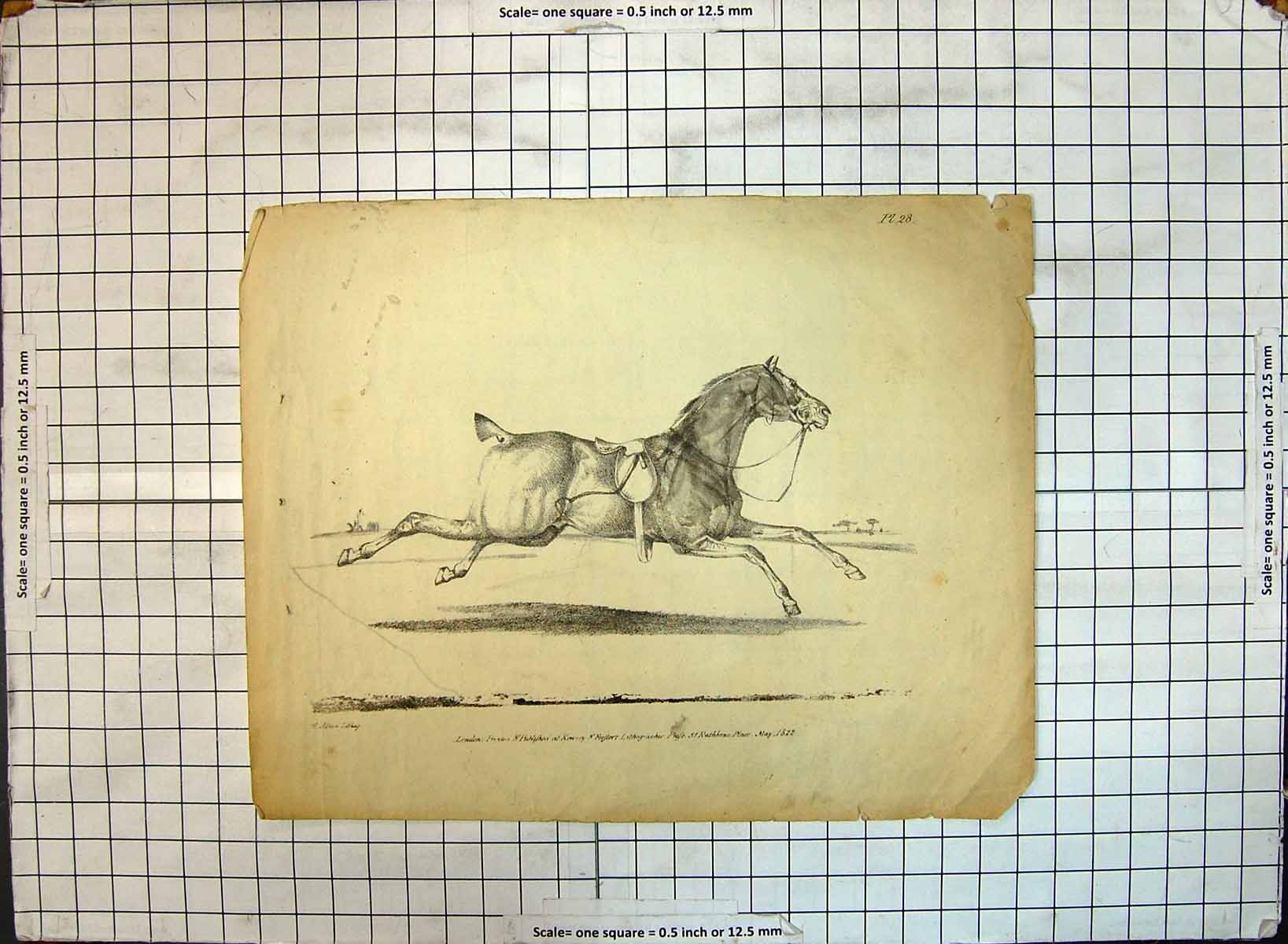 Original Old Antique Print 1882 Riderless Race Horse Sport 19th