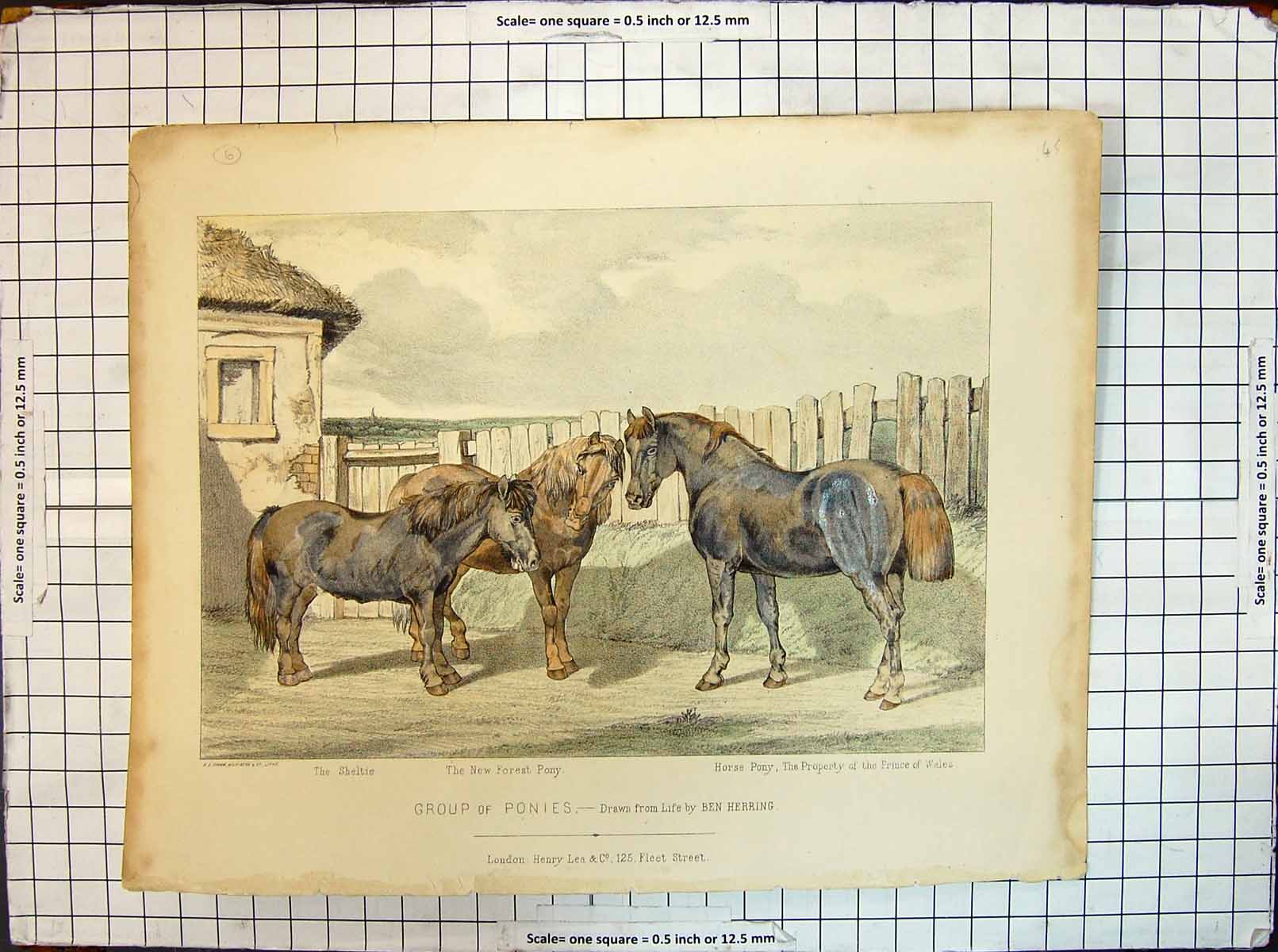 Old Herring Group Ponies Sheltie New Forest Horse Prince Wales Animal