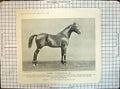 Old Print Merry Matchmaker Race Horse Bay Hunter Stallion Animals Gilbey