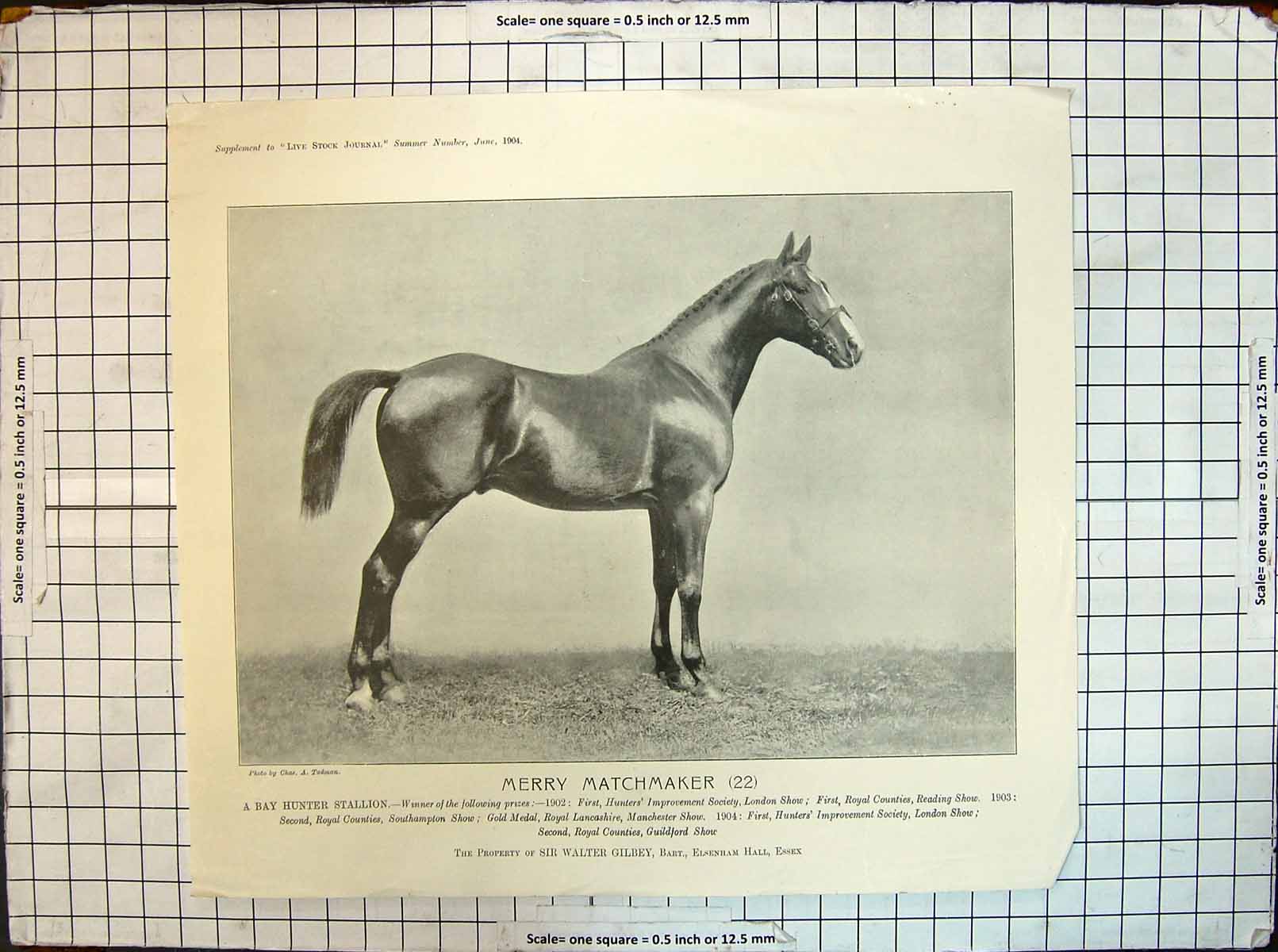 Old Print Merry Matchmaker Race Horse Bay Hunter Stallion Animals Gilbey