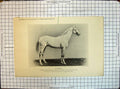 Old Print Flambeau Thoroughbred Stallion Race Horse Gilbey Animals Tadman