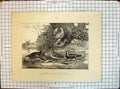 Old Print Fen Moor Birds Water Hen Curlew Common Snipe Ruff Reeve Lapwing
