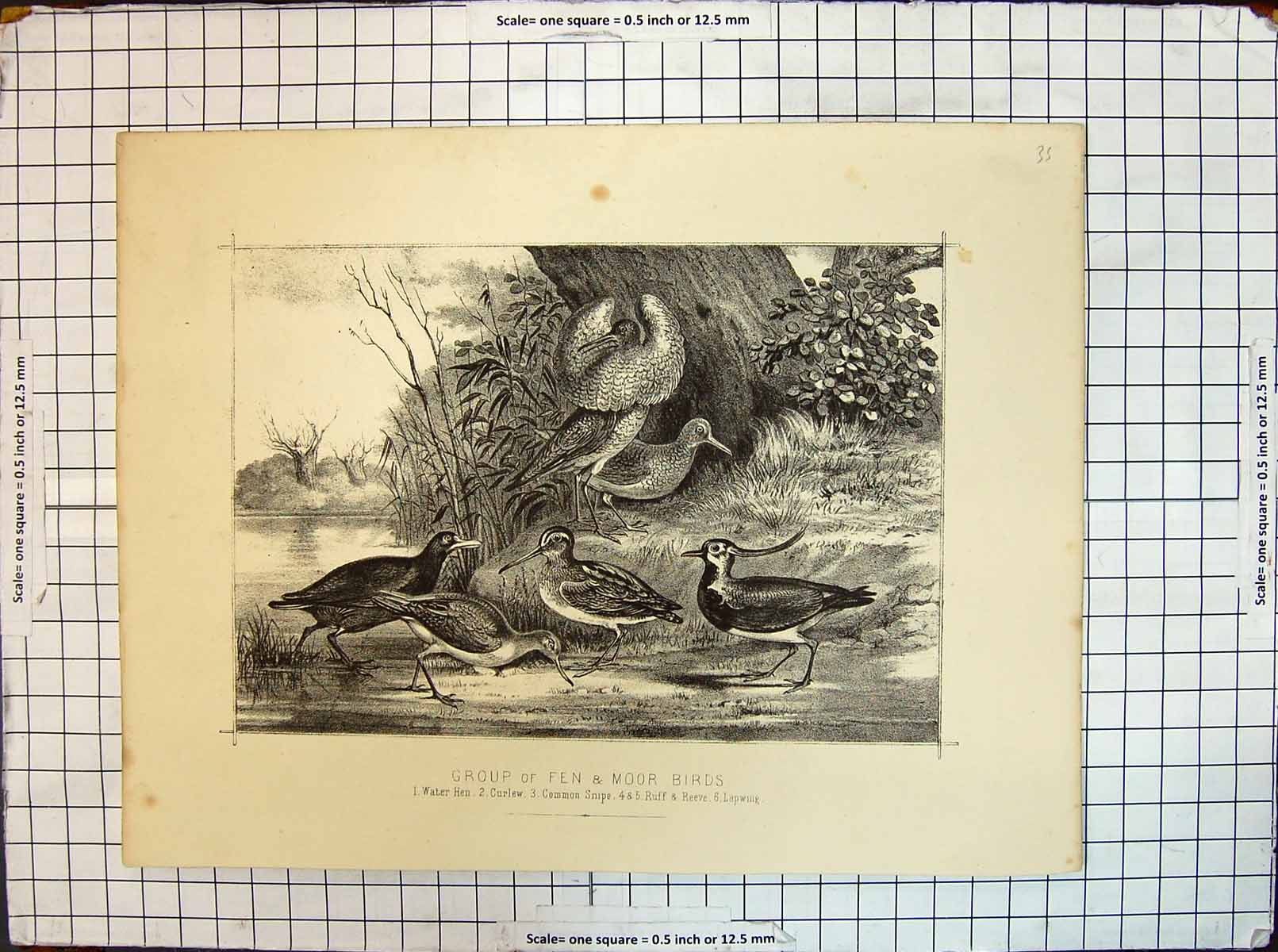 Old Print Fen Moor Birds Water Hen Curlew Common Snipe Ruff Reeve Lapwing