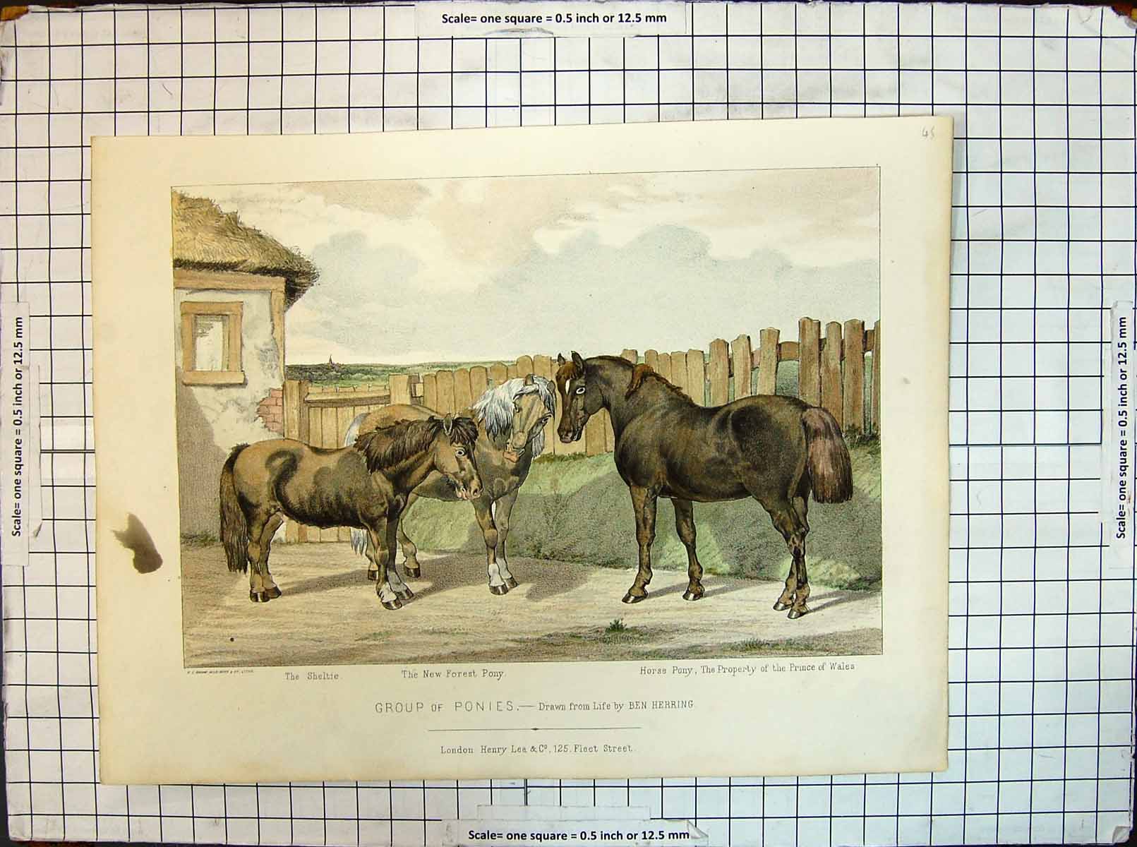 Old Print Colour Ponies Group Sheltie New Forest Horse Pony Prince Wales
