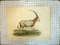 Original Old Antique Print Colour Spiess Antilope Algazelle Animals Nature