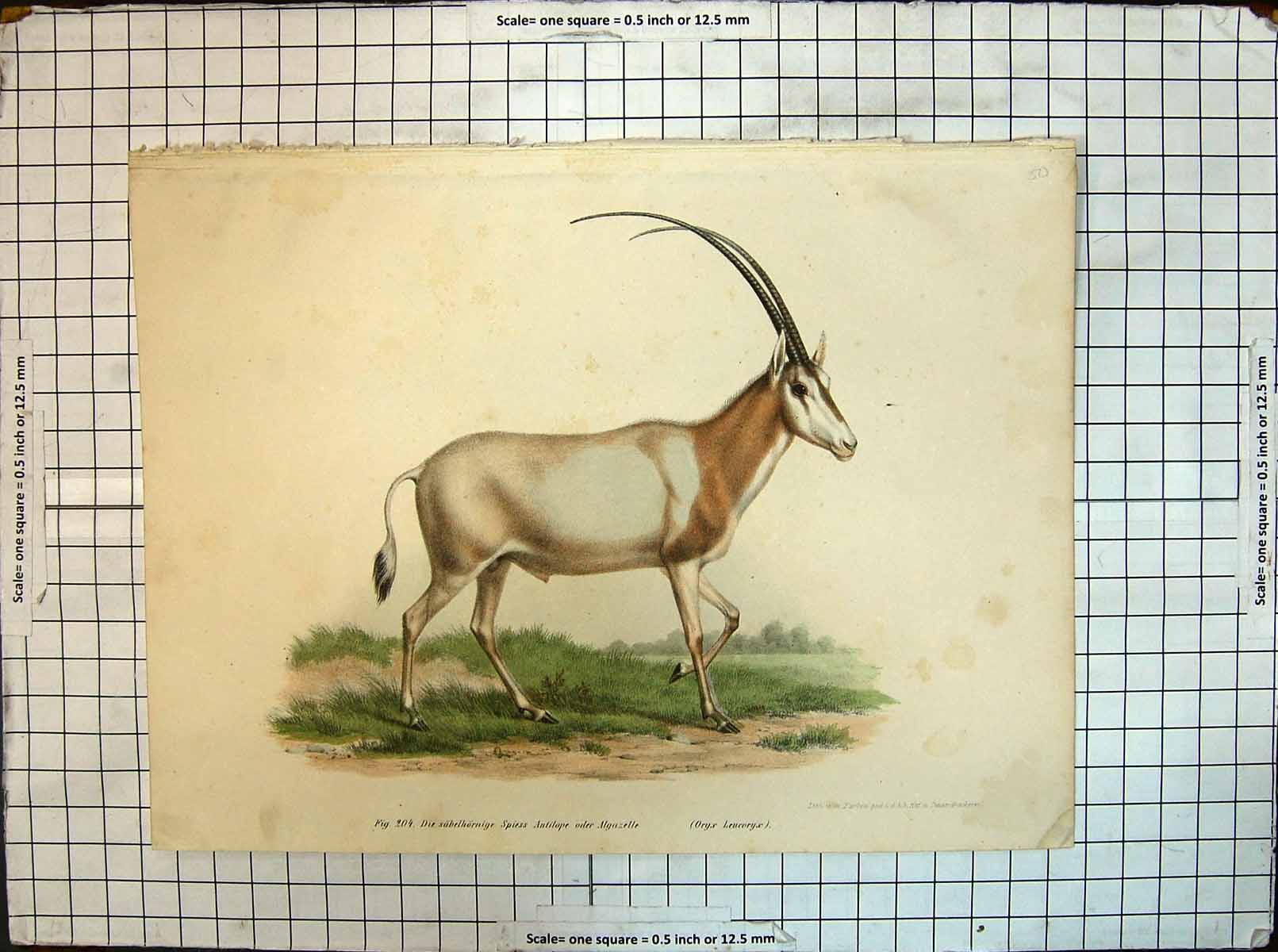 Original Old Antique Print Colour Spiess Antilope Algazelle Animals Nature