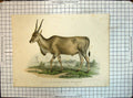 Original Old Antique Print German Colour Animals Nature Antilope