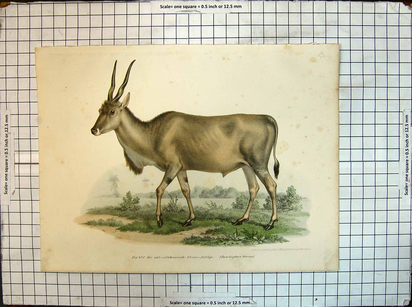 Original Old Antique Print German Colour Animals Nature Antilope