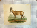 Original Old Antique Print Colour German Antilope Animals Nature