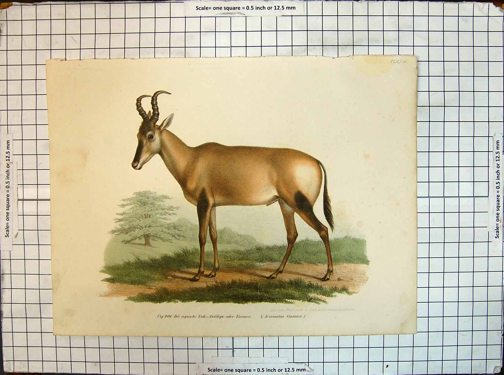 Original Old Antique Print Colour German Antilope Animals Nature