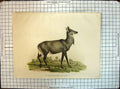 Original Old Antique Print German Colour Indian Antelope Animals Nature