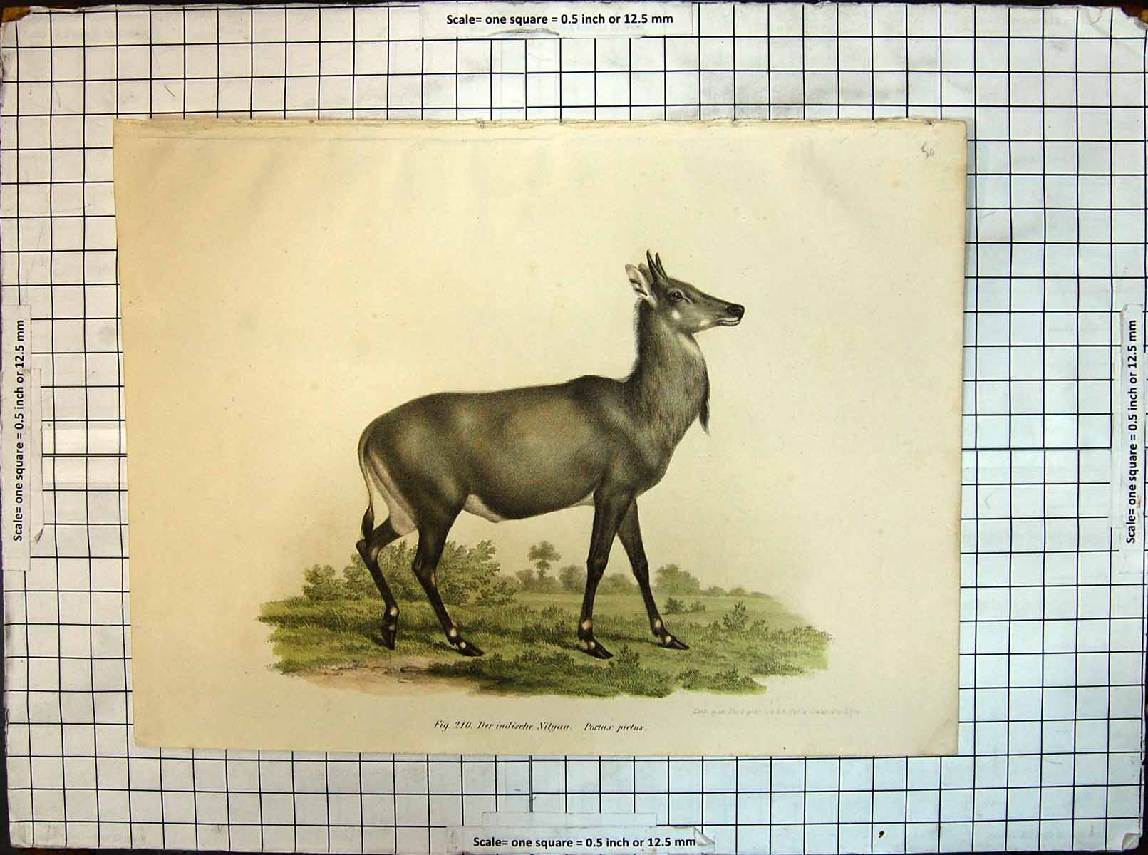 Original Old Antique Print German Colour Indian Antelope Animals Nature