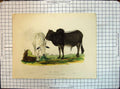 Old Antique Print Colour Zebus Zoological Society Gardens Animals Smith