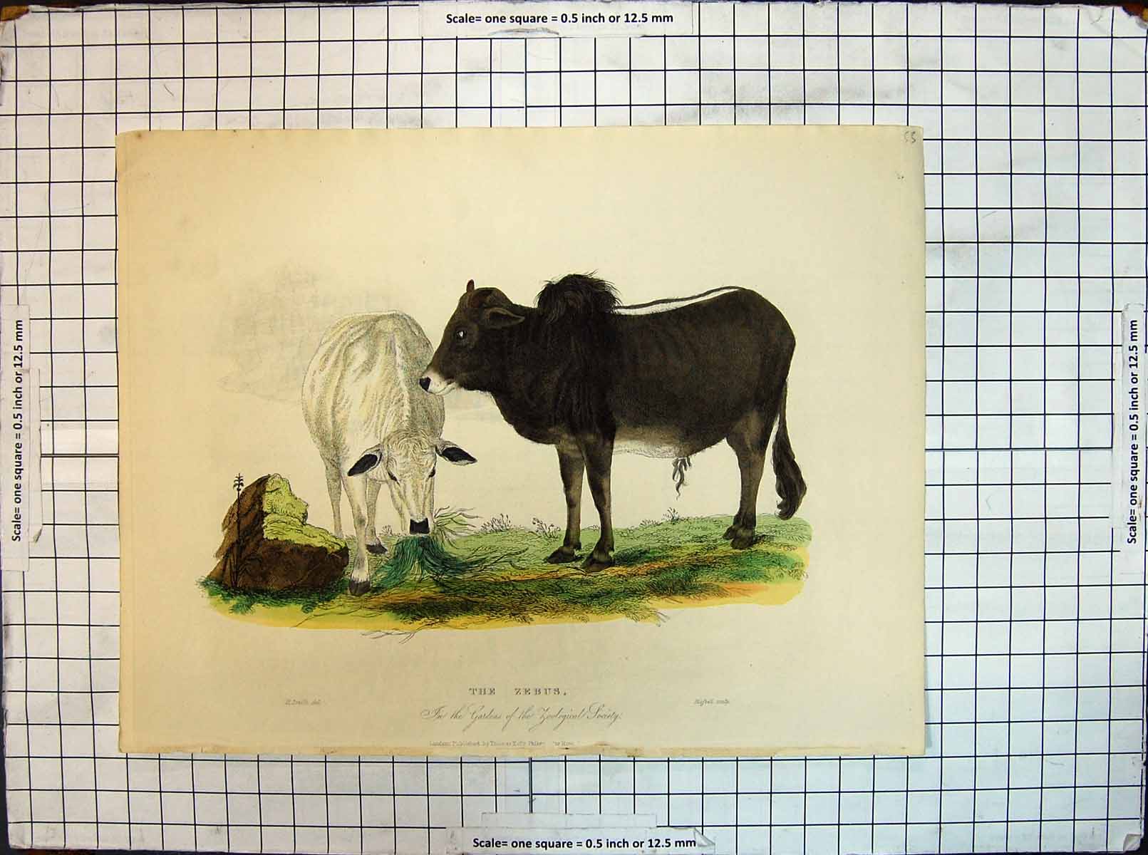 Old Antique Print Colour Zebus Zoological Society Gardens Animals Smith