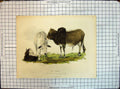 Antique Old Print Colour Zebus Zoological Society Gardens Animals Smith Ref.2