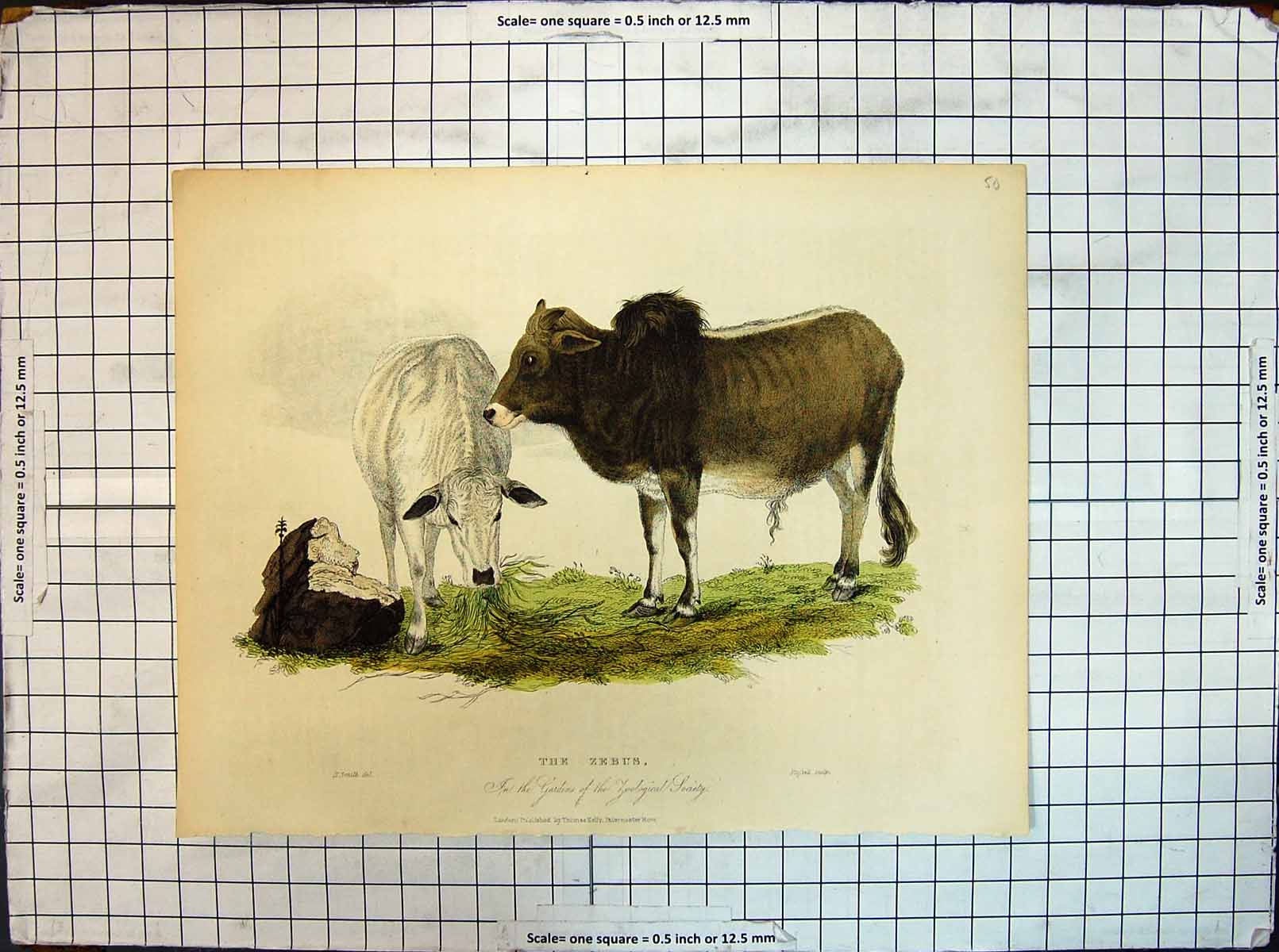 Antique Old Print Colour Zebus Zoological Society Gardens Animals Smith Ref.2