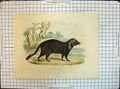 Original Old Antique Print Colour Civet Cat Zoological Society Gardens