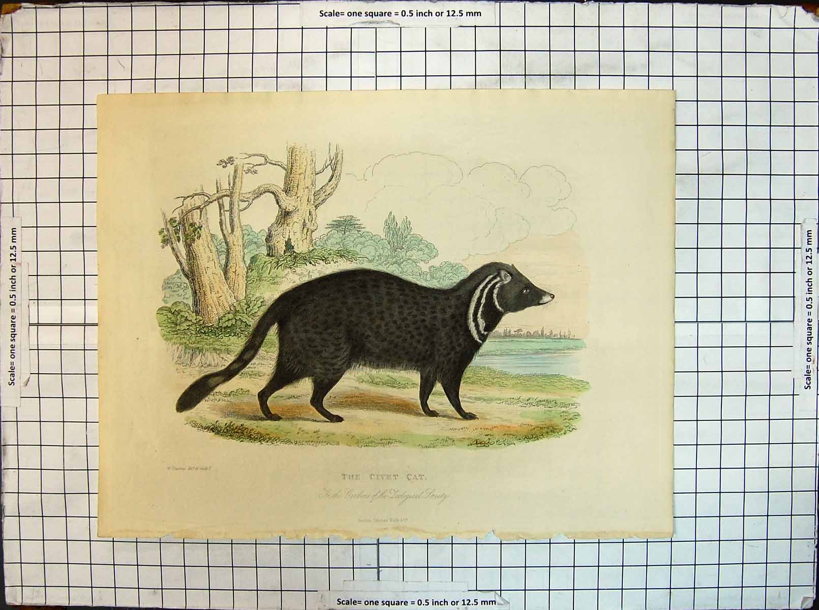 Original Old Antique Print Colour Civet Cat Zoological Society Gardens