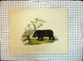 Original Old Antique Print Colour Thibet Bear Zoological Society Gardens Smith