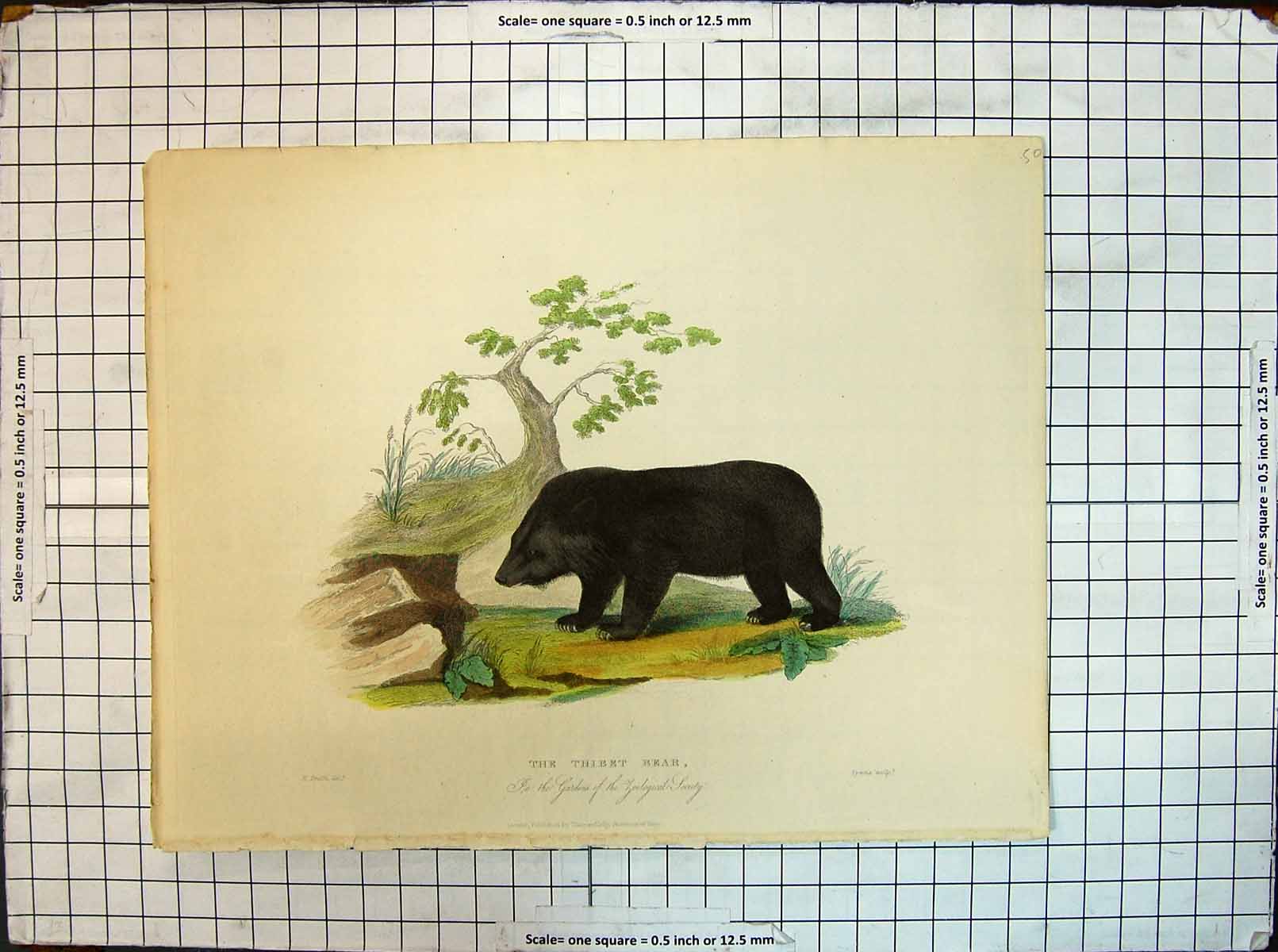 Original Old Antique Print Colour Thibet Bear Zoological Society Gardens Smith