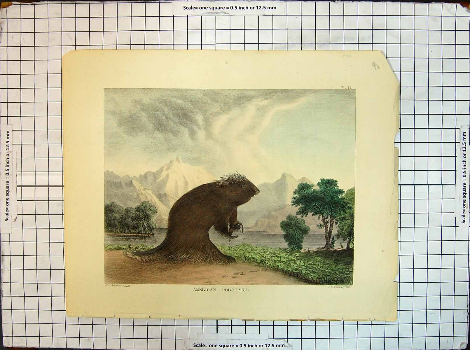 Old Antique Print American Porcupine Colour Mesiers Lith Clonney Animals