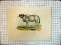 Old Antique Print Colour German Animals Fezzan Schaf Ovis Longipes Libyca