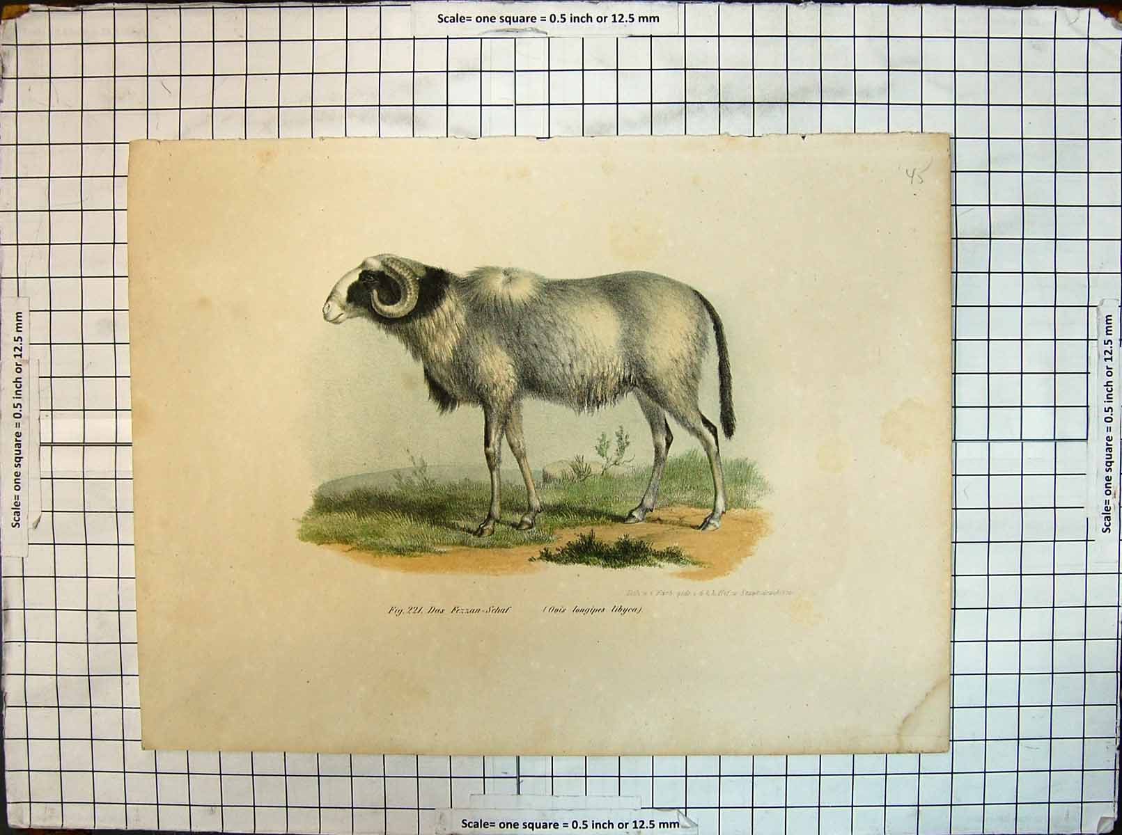 Old Antique Print Colour German Animals Fezzan Schaf Ovis Longipes Libyca