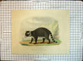Original Old Antique Print Colour Animals Raccoon Zoological Society Gardens